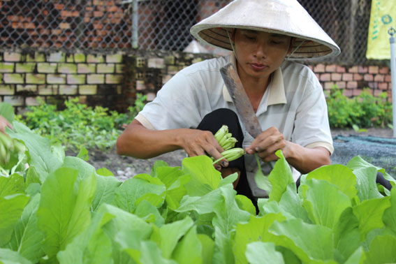 Nông dân phường Trảng Dài (TP. Biên Hòa) đang thu hoạch rau ăn lá.
