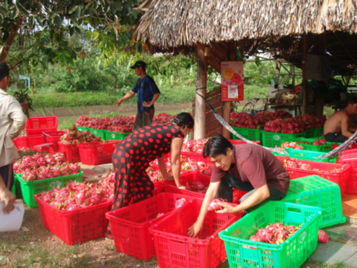 Thu hoạch thanh long ruột đỏ tại huyện Trảng Bom.