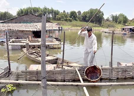 Ông Huỳnh Văn Chót đang thả cá bống tượng giống xuống lồng bè nuôi trên hồ Trị An.