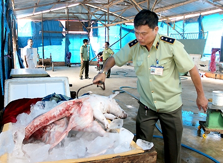 Cán bộ Chi cục Quản lý thị trường phát hiện vận chuyển heo chết không rõ nguồn gốc.