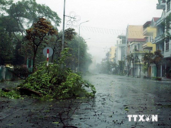 Cây xanh bị gió quật gãy đổ trên các tuyến phố nội thành thành phố Móng Cái (Quảng Ninh).