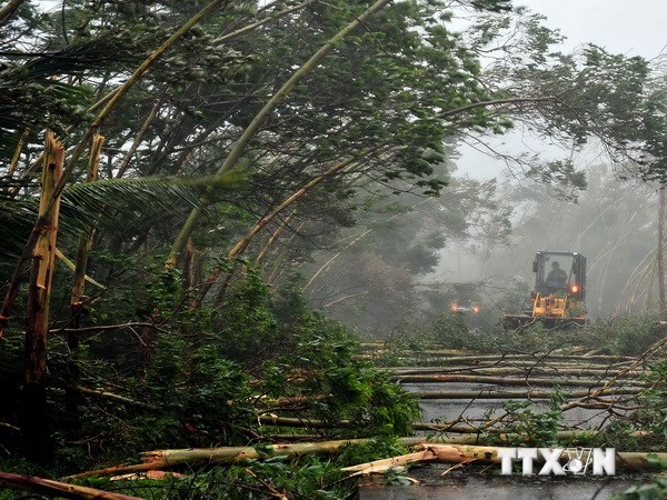 Cây đổ rạp khi bão Rammasun ập vào thành phố Văn Xương ngày 18/7. (Nguồn: THX/TTXVN)
