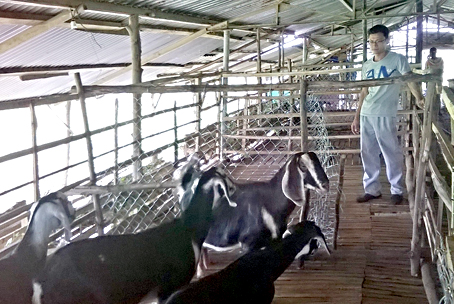 Đàn dê nuôi lấy sữa của ông Nguyễn Anh Khoa.