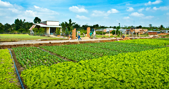 Vùng chuyên canh rau sạch Bảo Vinh.