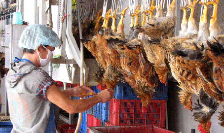 Dây chuyền giết mổ gà tại Công ty TNHH một thành viên chăn nuôi Bình Minh (huyện Trảng Bom). Ảnh: H.GIANG
