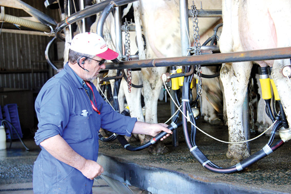 Dây chuyền vắt sữa bò tại một trang trại.