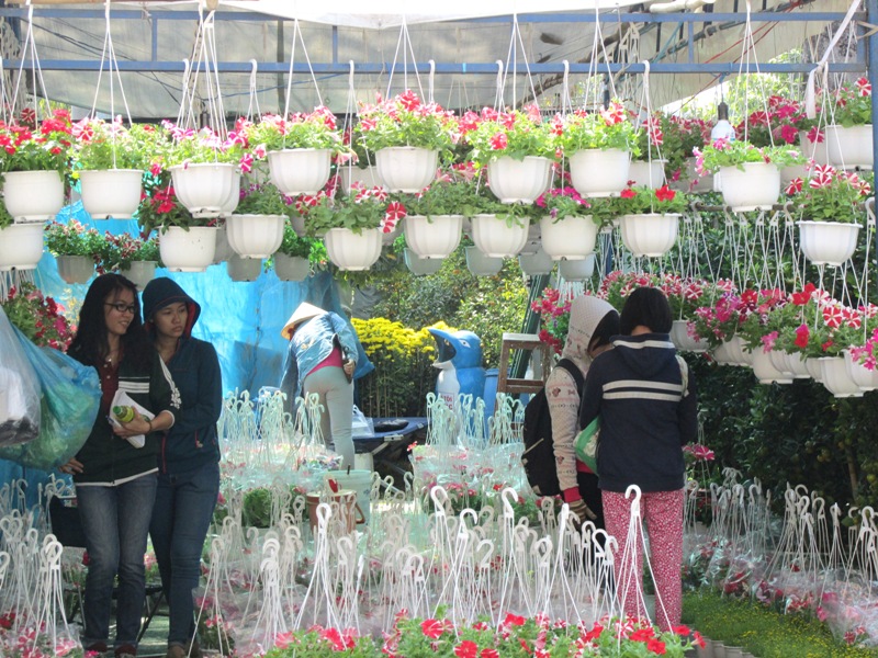 3.    Hoa cẩm chướng, dạ yến thảo, đỗ quyên có giá 50-120 ngàn đồng/chậu đang là xu hướng trang trí nhà của nhiều bạn trẻ trong năm nay.