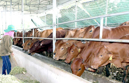 Trang trại bò giống Úc tại huyện Trảng Bom.