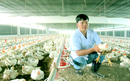 Một trại gà tại huyện Long Thành.