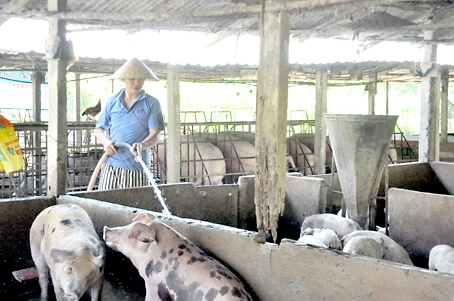 Người chăn nuôi kiêm luôn bác sĩ thú y khi chăm sóc vật nuôi của mình.