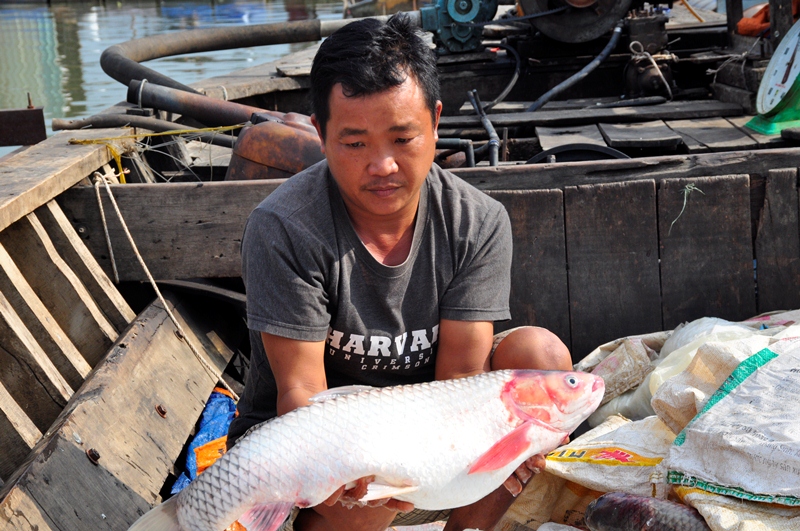Nhiều loại cá chuẩn bị xuất bán trong dịp Tết Nguyên Đán này cũng bị chết hàng loạt