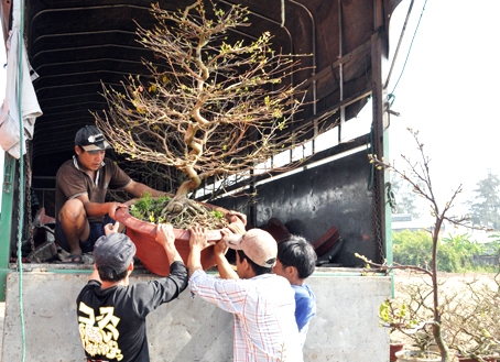 Đưa hoa, cây cảnh từ trên xe tải xuống điểm bán hoa.