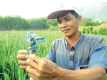 Nông dân Nguyễn Văn Thái với vườn hoa lay-ơn nở kịp tết của gia đình.