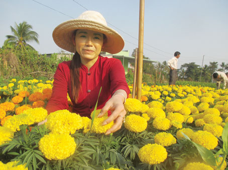 Hoa vạn thọ khoe sắc cùng nắng xuân.