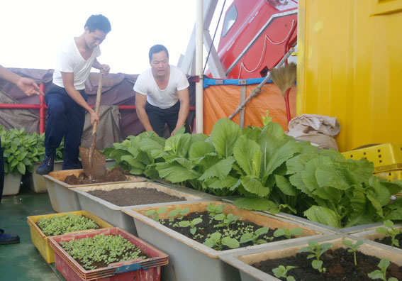 Anh Bảy (người cúi bìa phải) cùng đồng đội tăng gia trồng rau xanh tại nhà giàn DK1/11. Ảnh: Mai Thắng