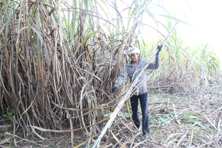 Thu hoạch thủ công khiến cây mía yếu sức cạnh tranh. Trong ảnh: Thu hoạch mía tại xã Trị An, huyện Vĩnh Cửu.