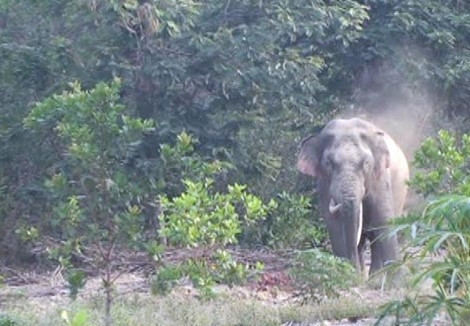 Hiện còn 10 cá thể voi tại Đồng Nai.