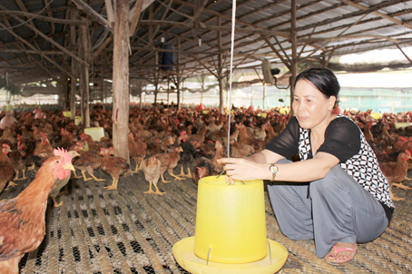 Bà Cao Thị Ten giới thiệu trang trại nuôi gà bằng thảo dược, đặc sản chăn nuôi đang được thị trường ngày càng ưa chuộng.  Ảnh: L. Quyên