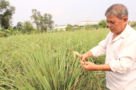 Nhờ thu hoạch trái vụ, chỉ với vài ngàn mét vuông, vườn sả của ông Nguyễn Hoàng Long, xã Phú Hữu  (huyện Nhơn Trạch) cho thu nhập hàng chục triệu đồng.