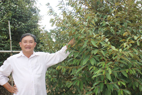 Ông Đoàn Văn Nhàn giới thiệu vườn cây ăn trái đặc sản bơ và sầu riêng được trồng xen canh.