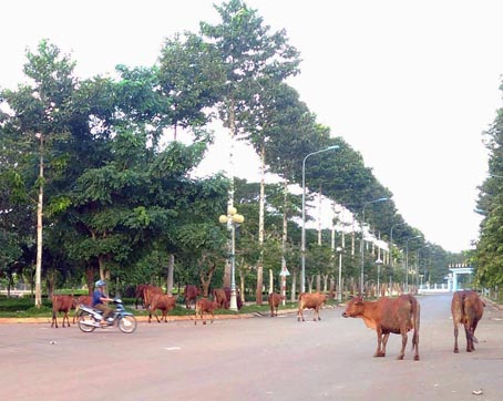 Thời gian qua, tại trước khu trung tâm hành chính huyện Thống Nhất thường xuyên có đàn bò hơn 30 con lững thững “rong chơi” không có người trông coi. Những con bò thản nhiên vào công viên gặm cỏ hoặc “đi dạo” ngoài đường gây mất an toàn giao thông và nhìn rất khó coi; thậm chí chúng còn phóng uế bừa bãi làm mất mỹ quan và gây ô nhiễm môi trường.