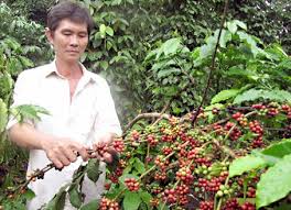 A farmer is harvesting coffee beans in Dong Nai province.