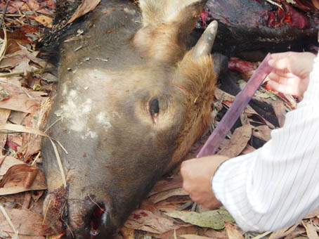 Lực lượng chức năng khám nghiệm hiện trường phát hiện bò tót bị sát hại tại huyện Vĩnh Cửu.