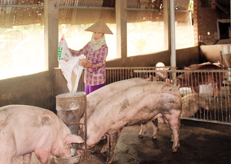 Cả tháng nay, giá heo hơi luôn thấp khiến người chăn nuôi lo lắng. Trong ảnh: Một trại heo ở xã Vĩnh Tân (huyện Vĩnh Cửu).