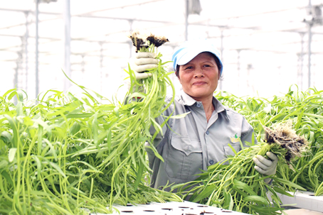 Đồng Nai thu hút mạnh doanh nghiệp đầu tư phát triển nông nghiệp công nghệ cao. Trong ảnh: Khu sản xuất rau công nghệ cao của Tập đoàn Vingroup tại huyện Long Thành. Ảnh: T.L