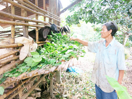 Ông Trần Văn Huấn (xã Xuân Tân, TX.Long Khánh) chăm sóc đàn dê giống của gia đình.