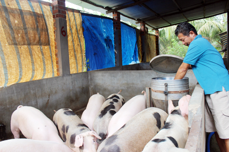 Người nuôi heo có nguy cơ phá sản vì giá heo liên tục giảm sâu vào mùa cao điểm tiêu thụ. Trong ảnh: Một trại chăn nuôi ở huyện Thống Nhất.