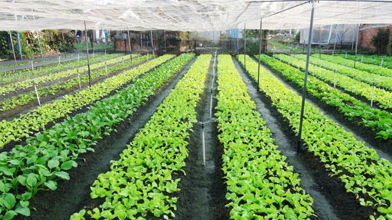 Nhiều nhà vườn ứng dụng nhà lưới để trồng rau an toàn cho hiệu quả cao. Ảnh: Chí Tài