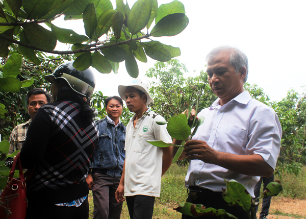 Ông Lương Thành Trung (bìa phải), Giám đốc Trung tâm Khuyến nông tỉnh về kiểm tra tình hình dịch bệnh trên cây điều, xoài ở xã Phú Ngọc, huyện Định Quán do ảnh hưởng của đợt mưa trái mùa vừa qua. Ảnh: Hải Quân
