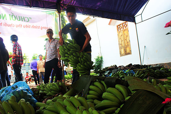 Chương trình “Chuối nghĩa tình” mua chuối già hương tại địa điểm tập trung ở  ấp Trường An, xã Thanh Bình, huyện Trảng Bom.