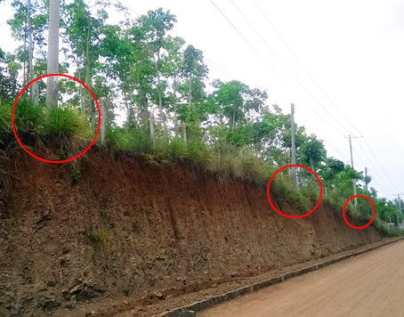 Những trụ điện có nguy cơ sụp đổ