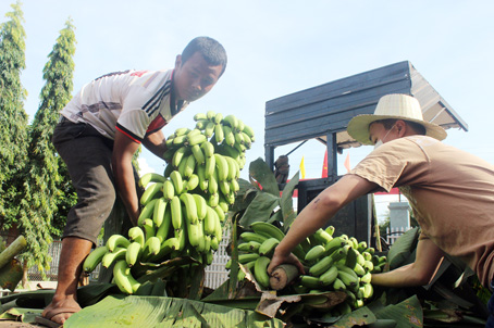 Chiến dịch “Chuối nghĩa tình” mua chuối già hương ở xã Thanh Bình, huyện Trảng Bom. Ảnh: H.QUÂN