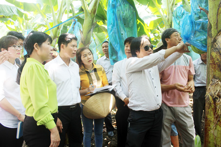 Đoàn của Hội Nông dân tỉnh và Công ty TNHH Sejong (Hàn Quốc) khảo sát tình hình sản xuất chuối của nông dân xã Thanh Bình (huyện Trảng Bom). Ảnh: H.Quân