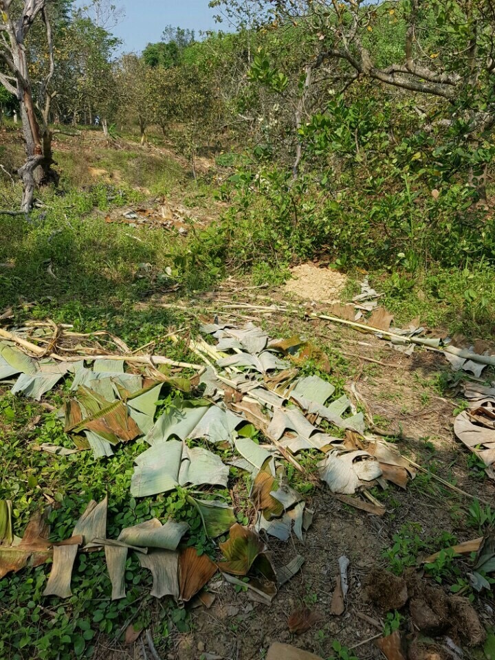 Hàng trăm cây chuối của người dân đã bị đàn voi quật ngã.