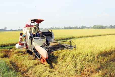 Gần 100% các khâu trong trồng lúa đều ứng dụng máy móc. Trong ảnh: Thu hoạch lúa tại xã Bình Hòa (huyện Vĩnh Cửu).