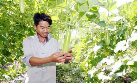 Anh Phạm Văn Tú bên vườn rau sạch của mình.