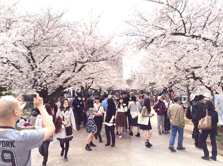 Rất đông người dân địa phương và du khách đến lễ hội hoa anh đào ở lâu đài Osaka (TP.Osaka, Nhật Bản). Ảnh: T.THÚY