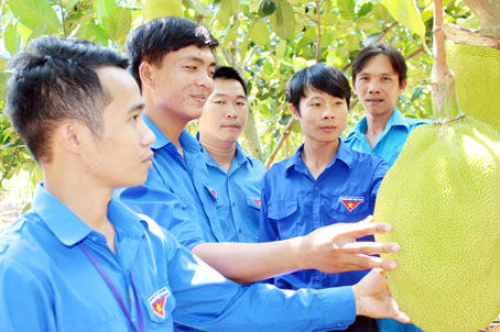 Đoàn viên thanh niên xã Bình Lộc trao đổi kinh nghiệm trồng mít với nhau.