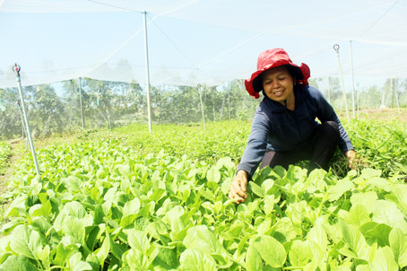Bà Nguyễn Thị Tuyến chăm sóc vườn rau sạch của Câu lạc bộ Cánh Hoa Dầu (ấp 7, xã Mã Đà, huyện Vĩnh Cửu).