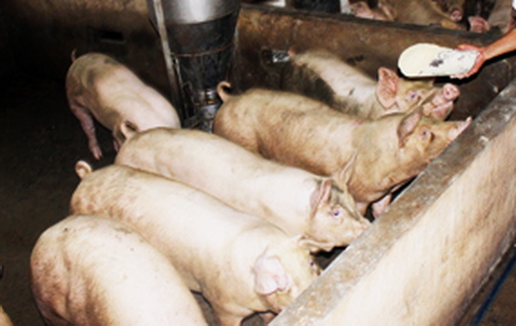 Nguồn heo thịt được huyện ưu tiên lấy từ các tổ hợp tác chăn nuôi heo theo tiêu chuẩn Vietgap trên địa bàn
