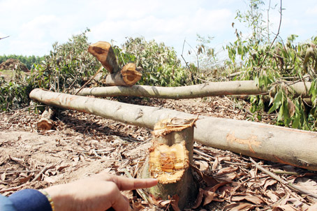 Gia đình bà Huỳnh Thị Ngọc Oanh cho rằng việc đốn hạ cây tràm là hành vi hủy hoại tài sản.