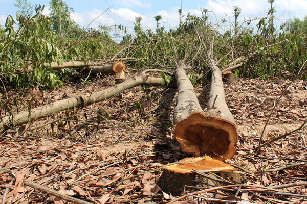 Ngoài việc nhận số tiền 1,5 tỷ đồng gia đình bà Oanh được quyền tận thu số cây tràm đã bị đốn hạ.