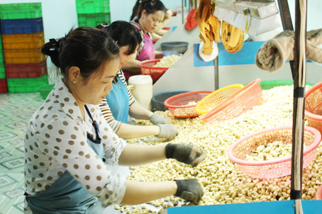 Sản xuất hạt điều tại Công ty TNHH một thành viên Minh Nghĩa Thịnh (huyện Xuân Lộc).