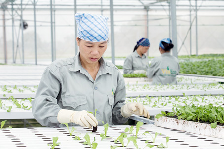 Trang trại sản xuất rau sạch của Tập đoàn Vingroup (huyện Long Thành). Ảnh: TL