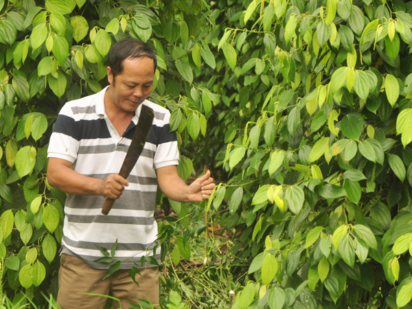 Ông Trần Cao Thắng chăm sóc vườn tiêu trong vườn nhà.