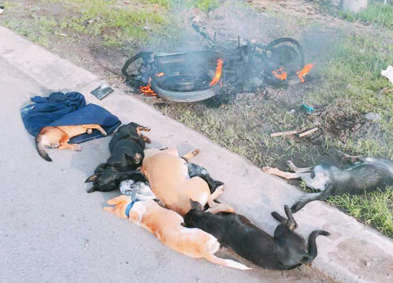 Chiếc xe máy bị cháy rụi cùng 6 con chó đã chết tại vụ việc xảy ra ở xã Phước Tân, TP.Biên Hòa. Ảnh CTV